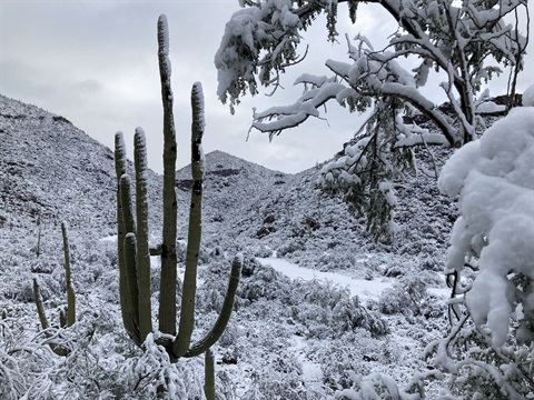 A rare sight: Snow in Marana