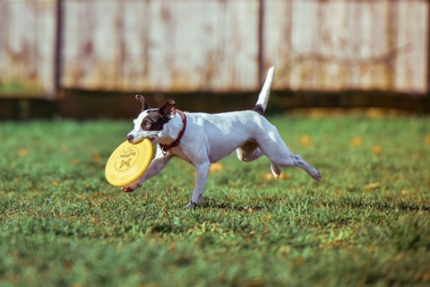 Gladden Farms Dog Park Grand Opening