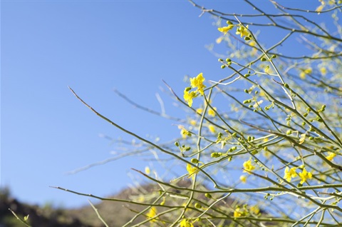 Marana Council proclaims April 28, 2023 as Arbor Day in Marana