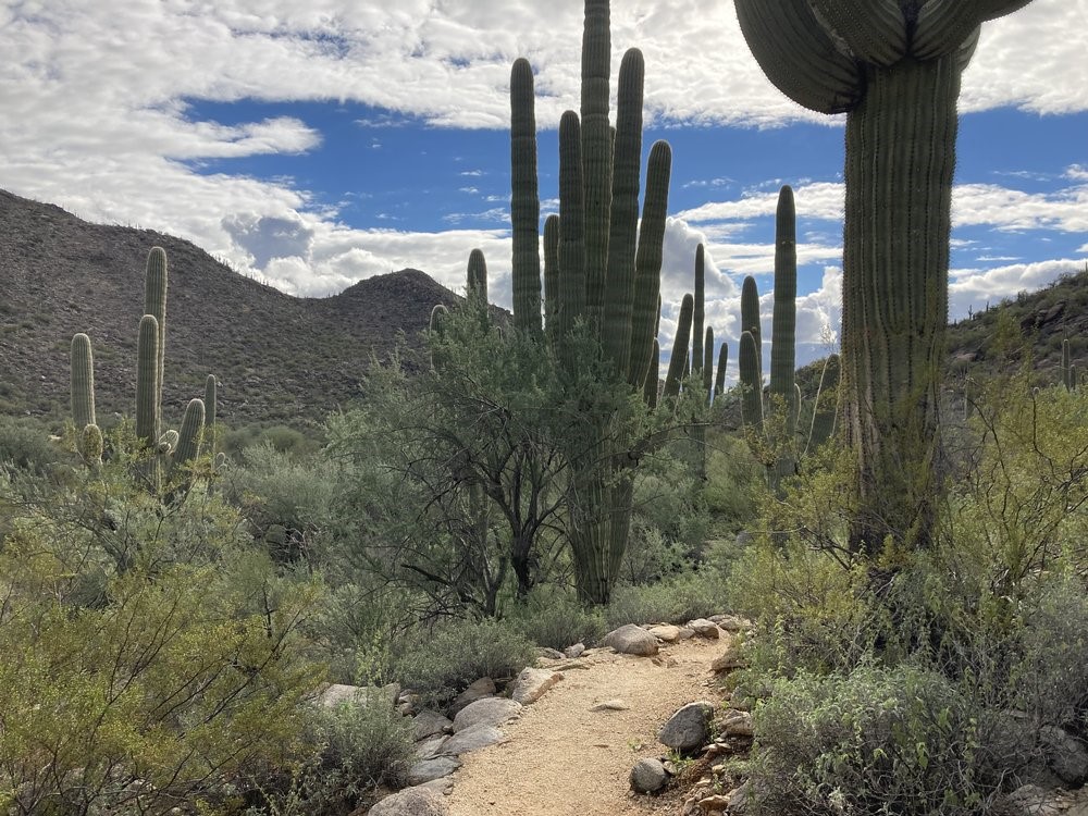 Lower Javelina Trail