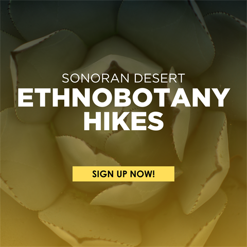 Copy of Sonoran Desert Ethnobotany Hikes Social Square.png