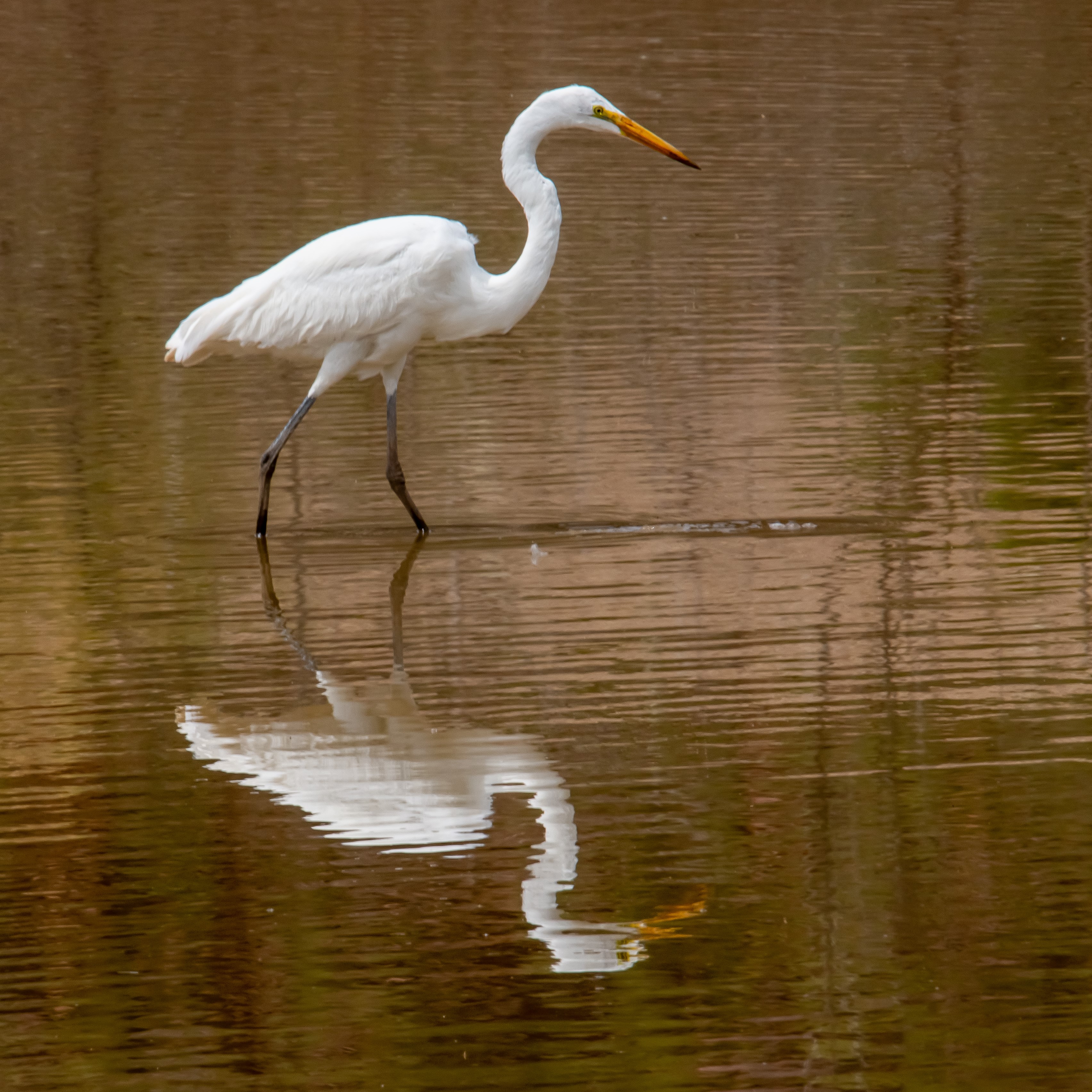 Egret Small.JPG