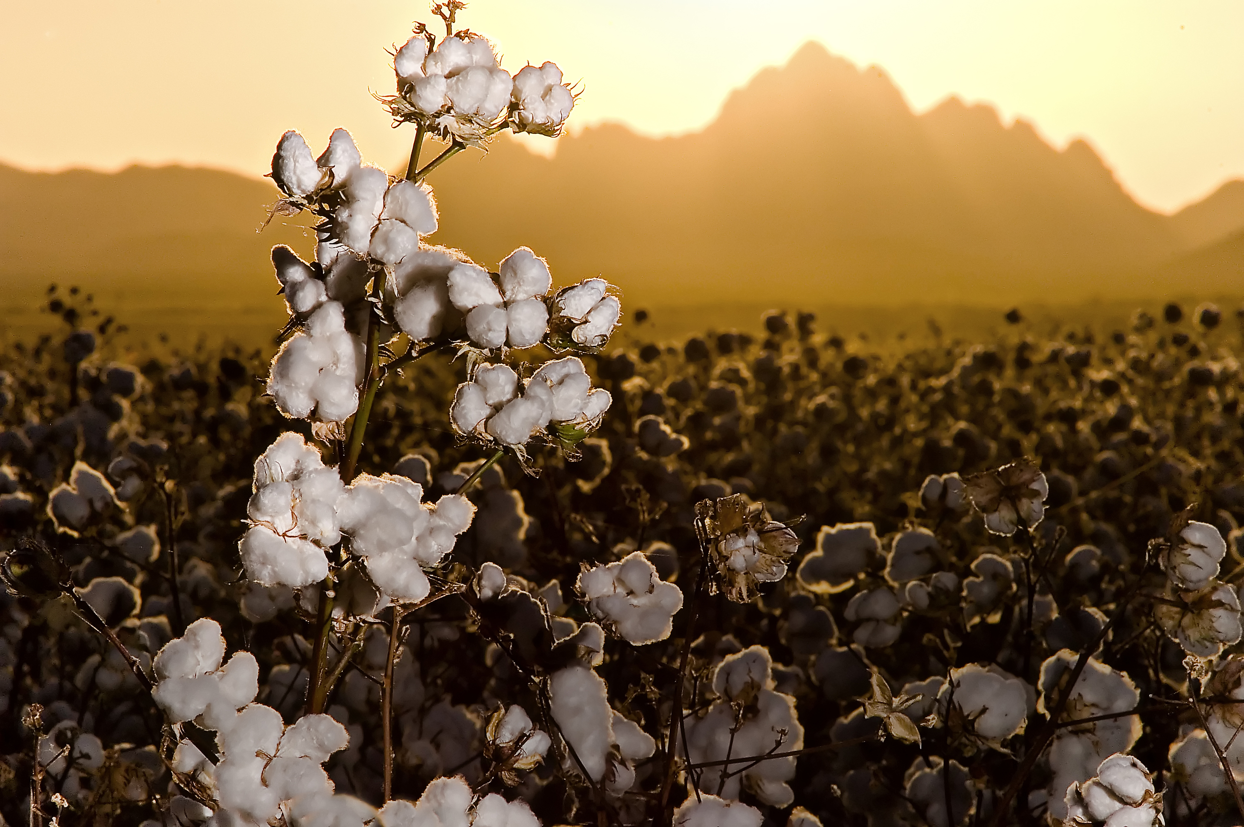 Cotton blossom from Marana farm field