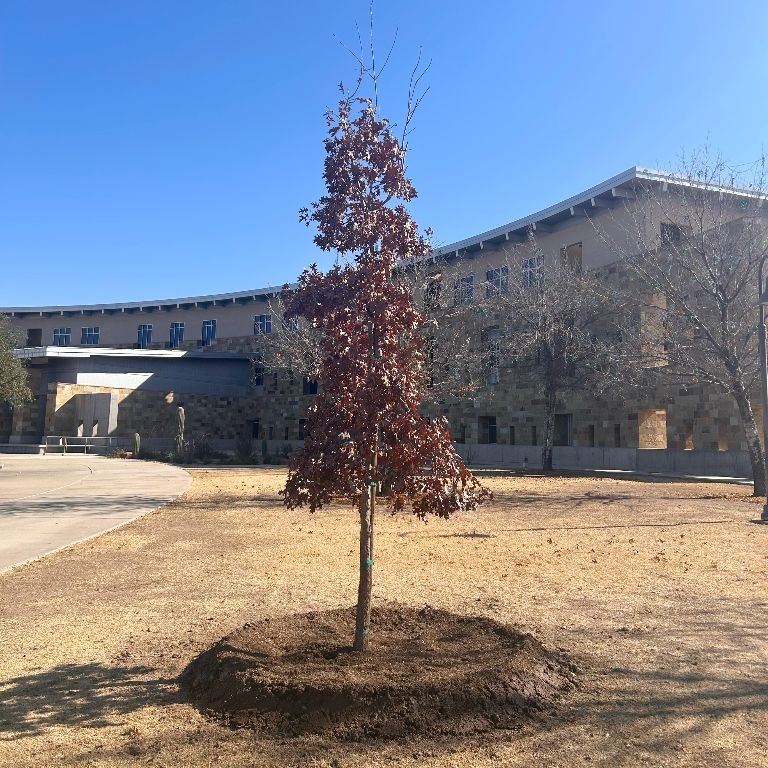 Texas Red Oak Tree