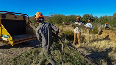 Tucson Audubon placing trees in the chipper